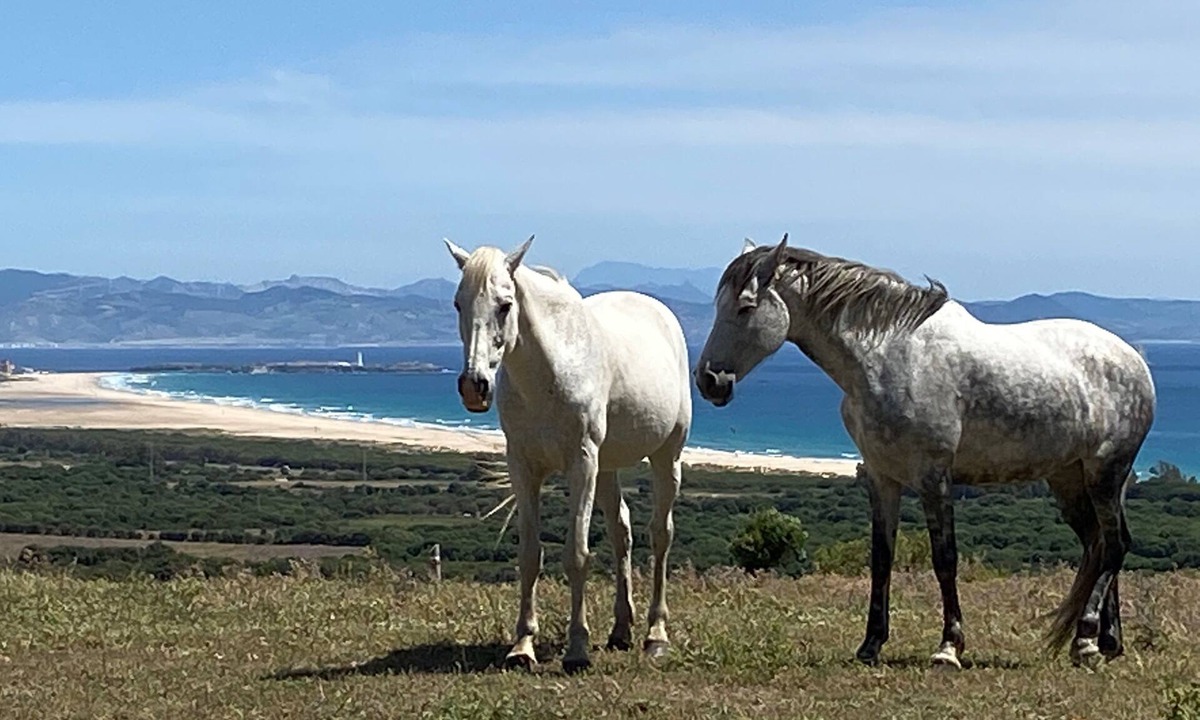 Tarifa Cabin | Tarifa Cabin with Panoramic Sea Views