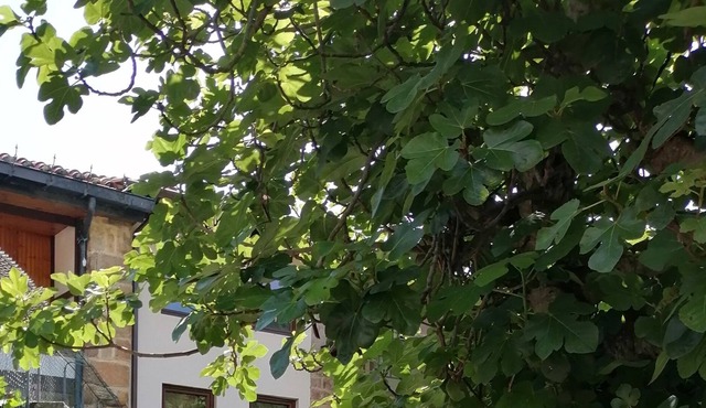 Corramor's house.