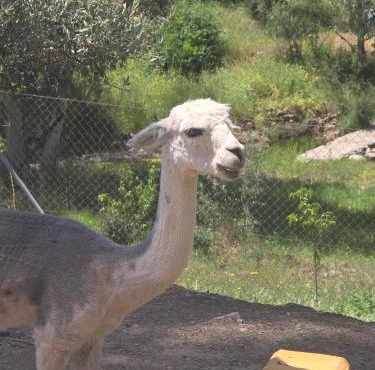 Experience Alpacas in Andalucia
