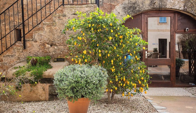 Finca Sa Canova Agroturismo