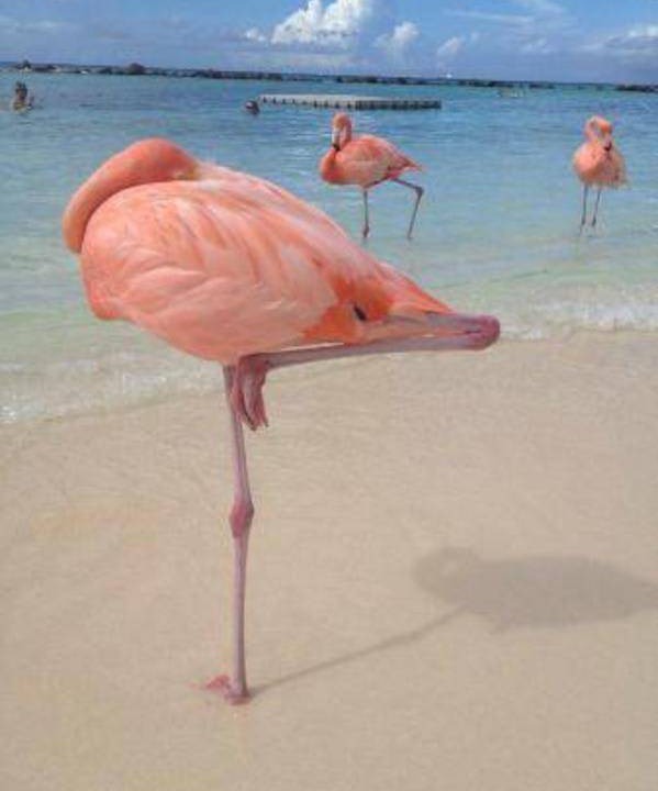 Photo of Others in Oranjestad