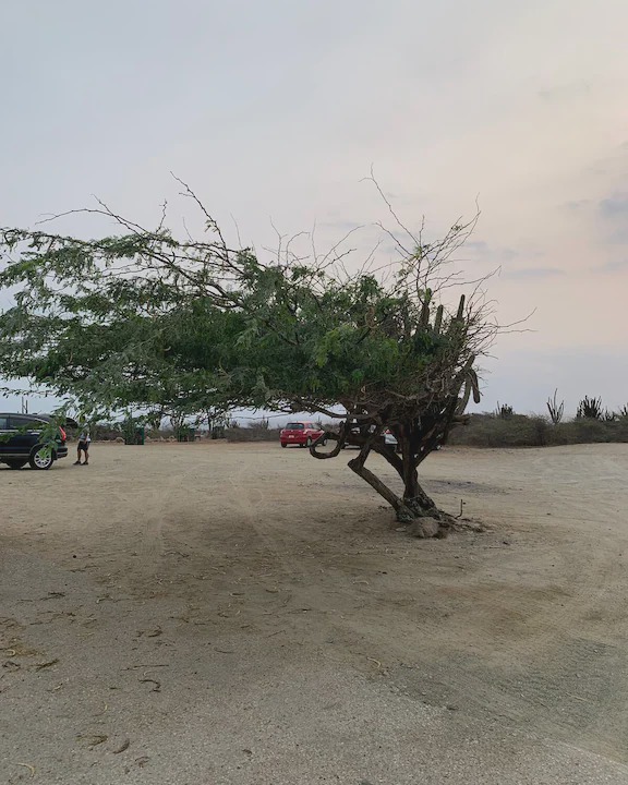 Photo of Others in Oranjestad-West