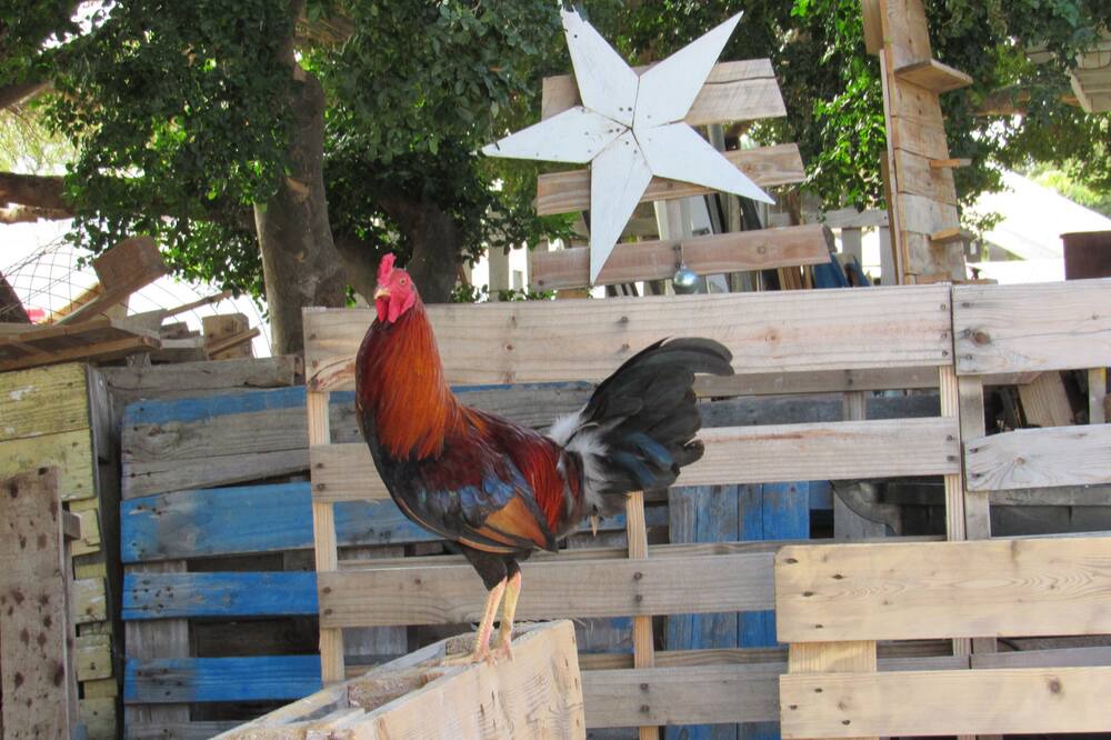 Photo of Outdoor in Oranjestad-West