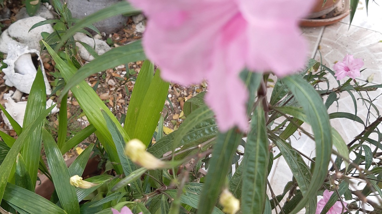 Photo of Outdoor in Ponton