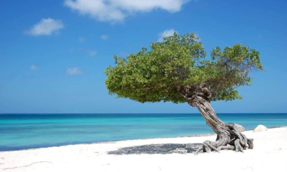 Photo of Others in Oranjestad-West