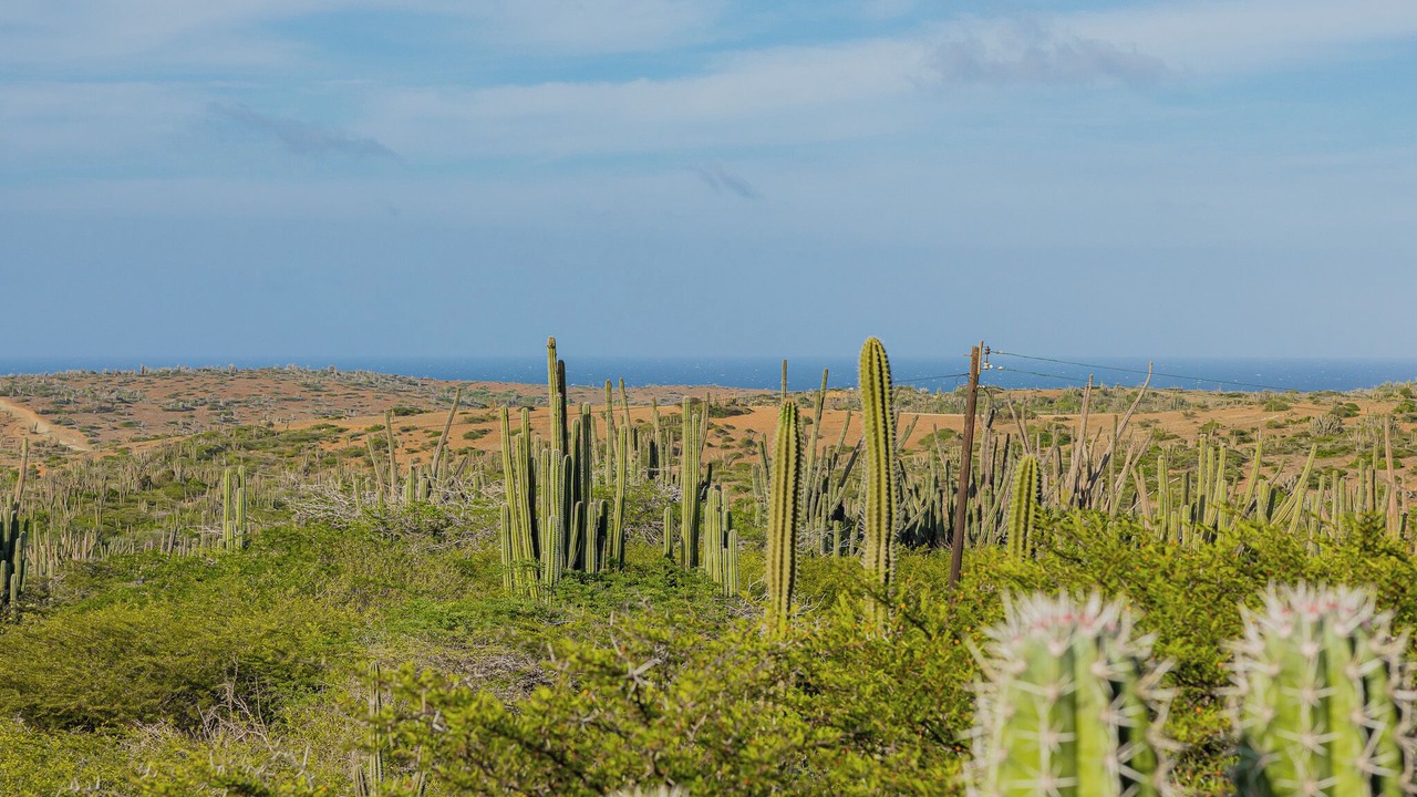 Photo of Others in San Fuego