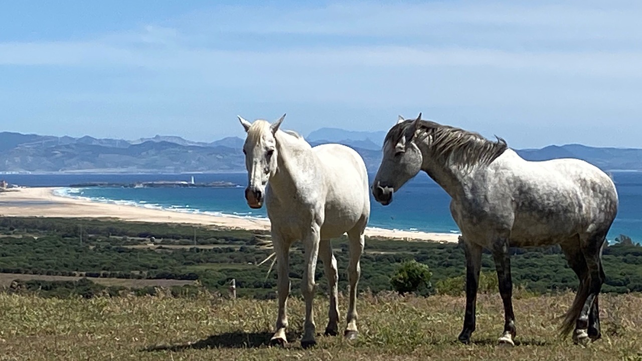 Photo of Others in Tarifa