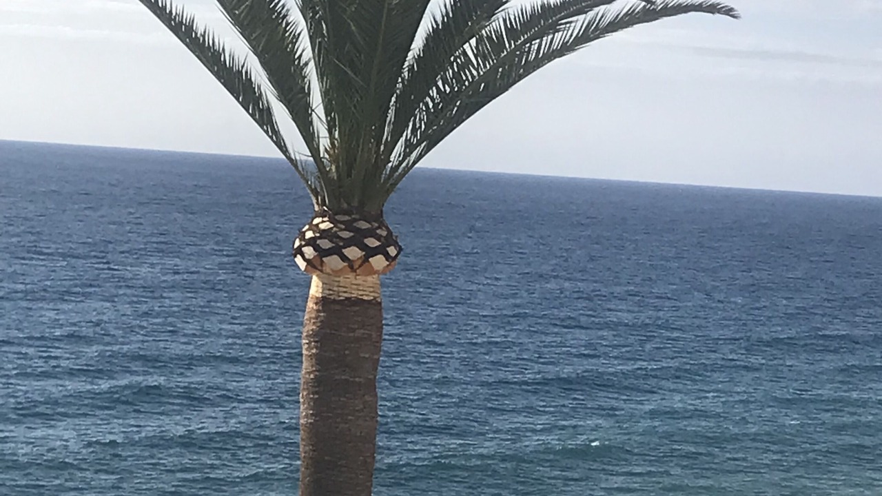 Photo of Others in Nerja City Centre