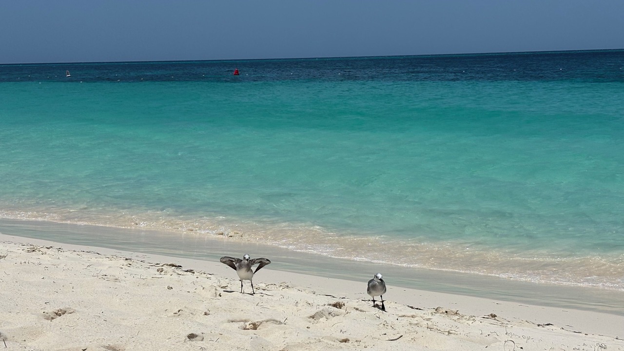 Photo of Others in Oranjestad-West