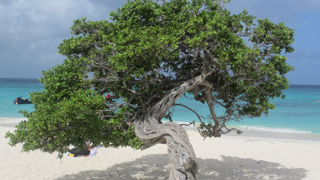 Photo of Others in Oranjestad-West