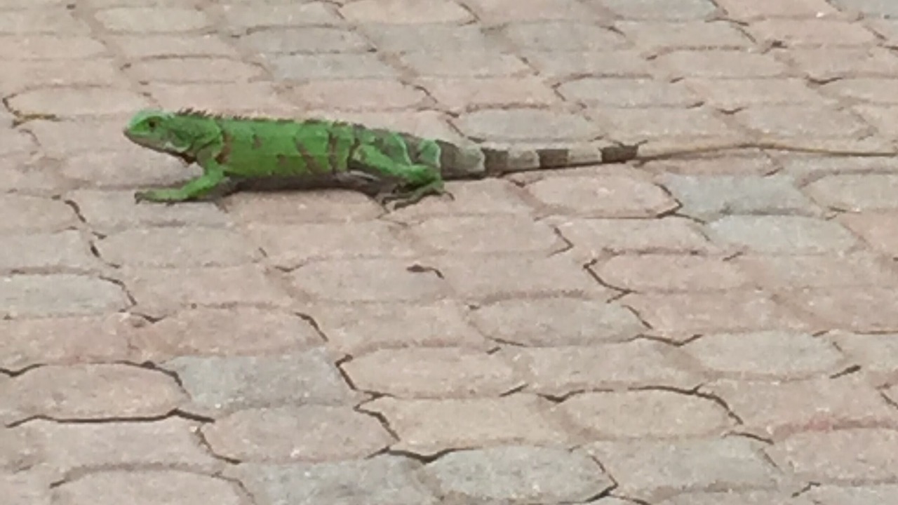 Photo of Others in Calbas Plaza Residences