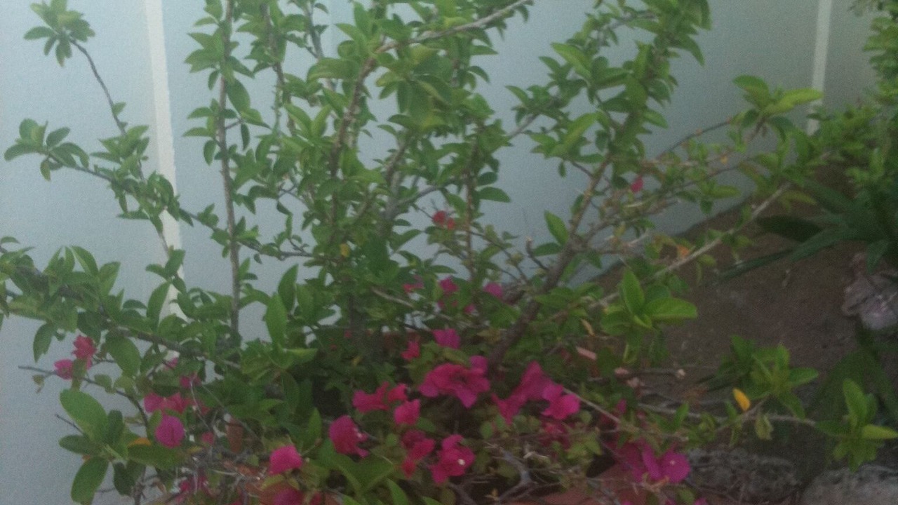 Photo of Outdoor in Calbas Plaza Residences