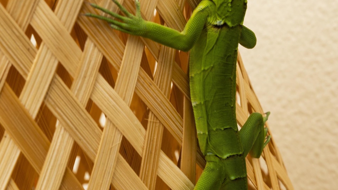 Photo of Outdoor in Oranjestad