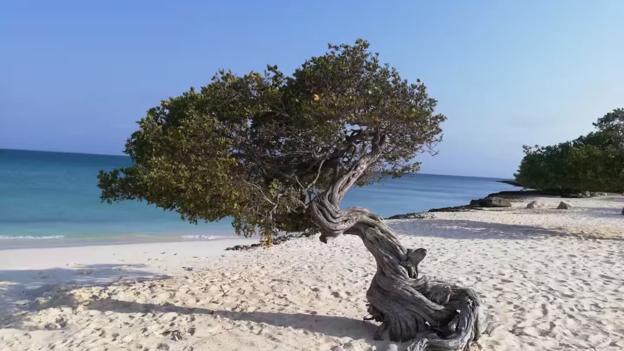 Photo of Others in Oranjestad