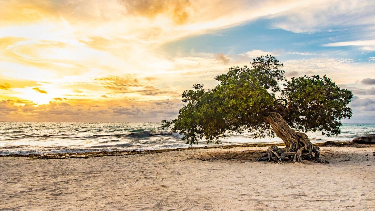 Photo of Others in Gold Coast