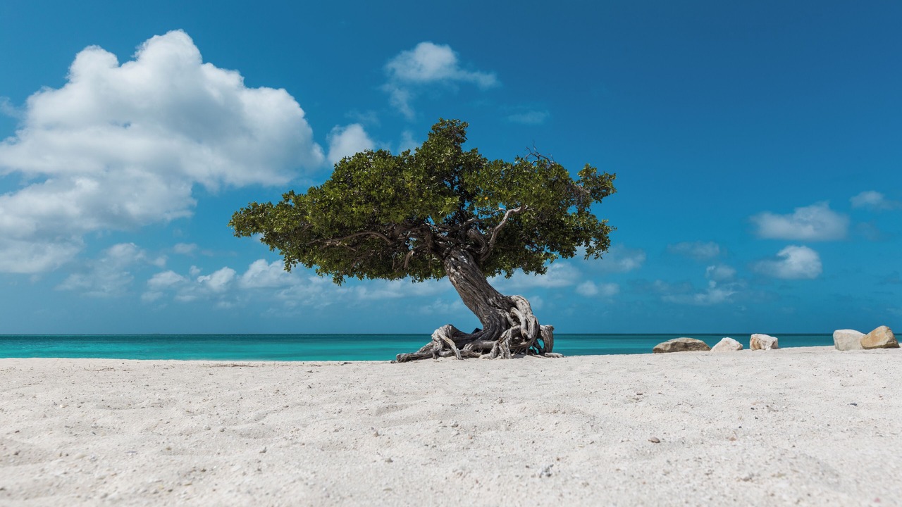 Photo of Others in Turibana
