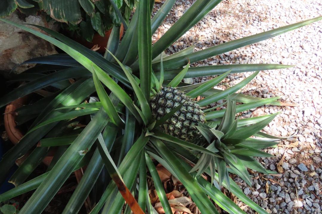 Photo of Outdoor in Paradera